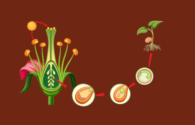 Sexual Reproduction in Flowering Plants